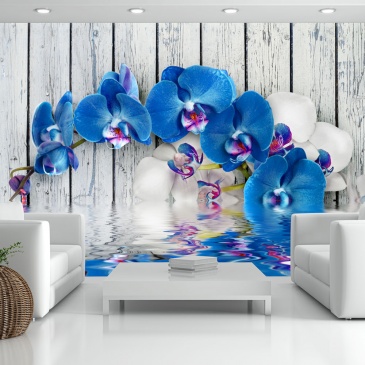 Fototapeta - Kobaltowa orchidea (300x210 cm)