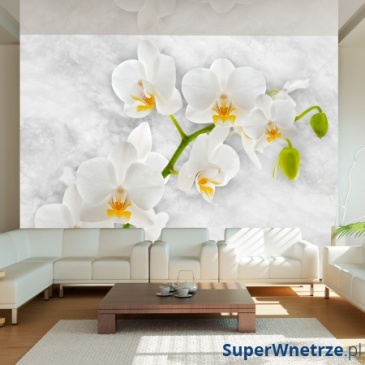 Fototapeta - Liryczna orchidea - biel (300x210 cm)