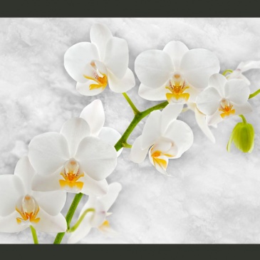 Fototapeta - Liryczna orchidea - biel (300x210 cm)