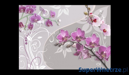 Fototapeta - Lot purpurowych orchidei (300x210 cm)