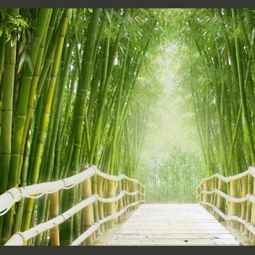 Fototapeta - Magiczny świat zieleni (300x210 cm)