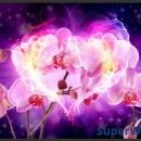 Fototapeta - Orchidee w płomieniach (300x210 cm)