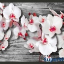 Fototapeta - Oziębłe orchidee (300x210 cm)