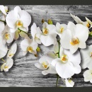 Fototapeta - Oziębłe orchidee III (300x210 cm)