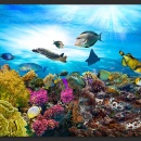 Fototapeta - Rafa koralowa (300x210 cm)