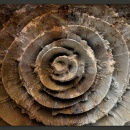 Fototapeta - Róża pustyni (300x210 cm)
