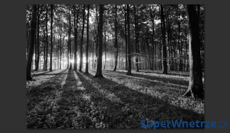 Fototapeta - The Light in the Forest (300x210 cm)