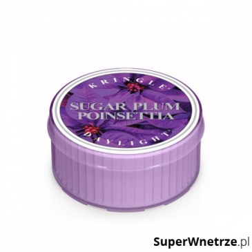 Kringle Candle - Sugar Plum Poinsettia - Świeczka zapachowa - Daylight (35g)