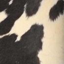 Fotel do salonu motyl prawdziwa kozia skóra czarno-biały
