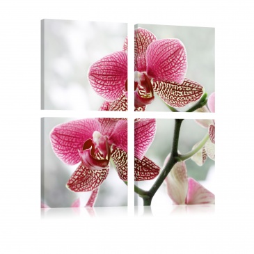 Obraz - Fantazyjna orchidea (40x40 cm)