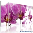 Obraz - Marvelous orchid (60x30 cm)