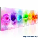 Obraz - Rainbow-hued poppies (120x40 cm)