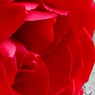 Obraz - Róża na drewnie (100x50 cm)